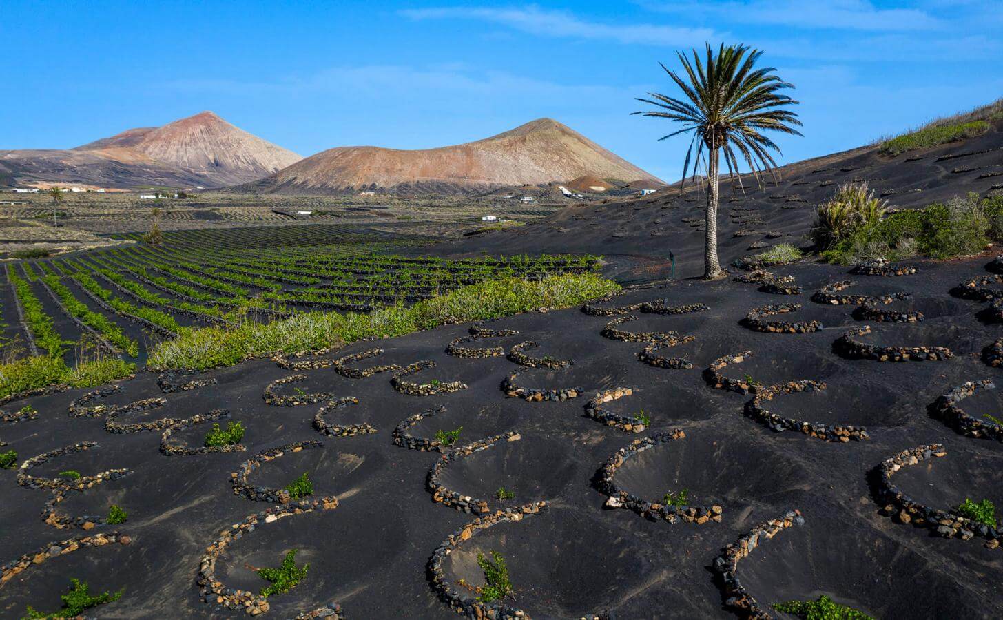 Bodegas La Geria
